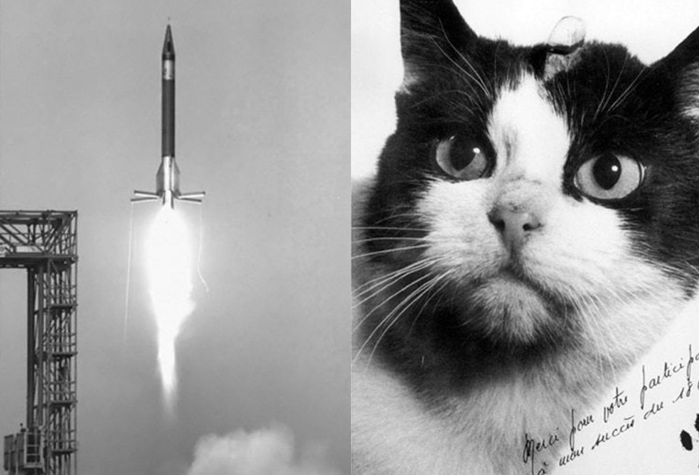 Macska az űrben?