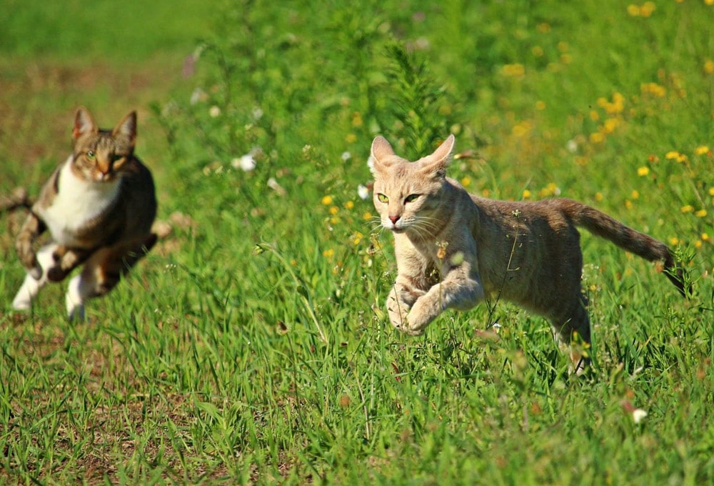 Milyen gyorsan fut egy macska?