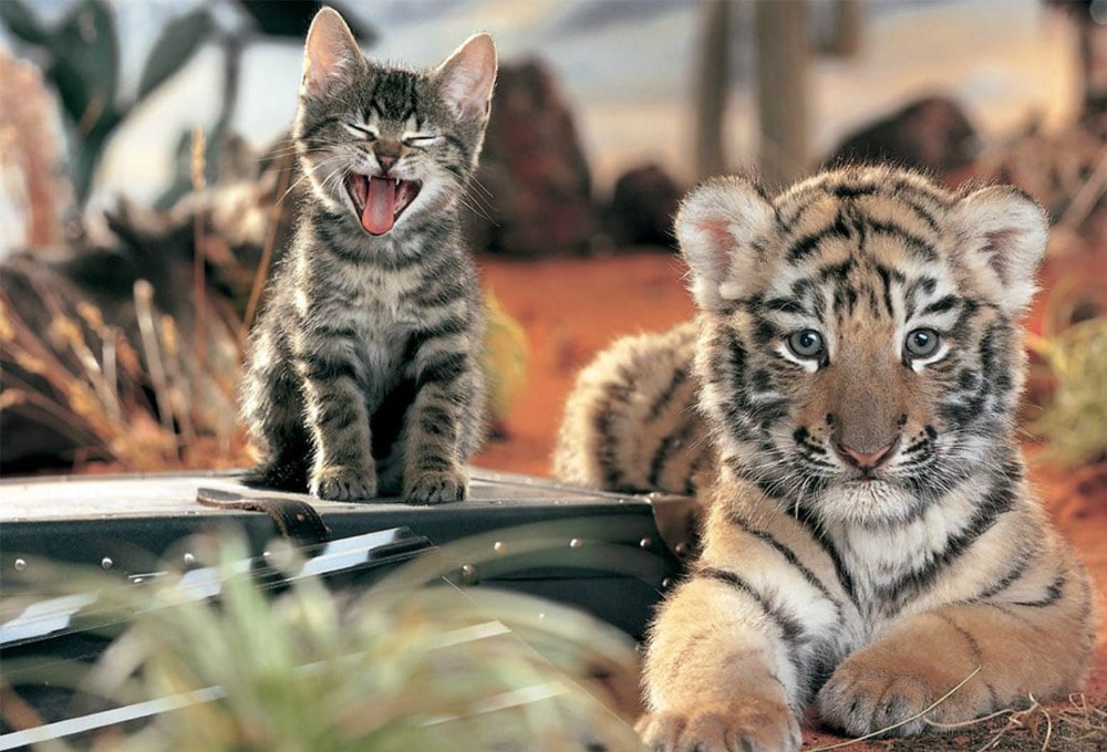 Macska vs.tigris genetika